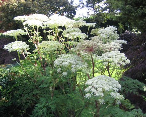 Selinum wallachianum Plant Combos, Bee Friendly Plants, Beauty Flowers, Mid Summer, English Cottage Garden, Moon Garden, Unusual Plants, Herbaceous Perennials, Garden Borders