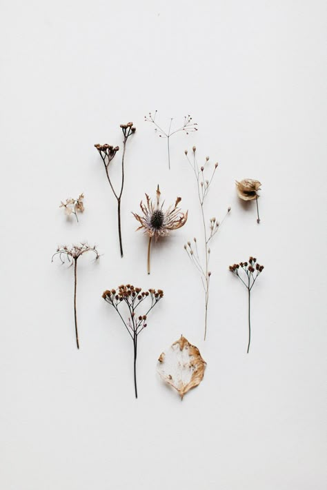 Floral Flatlay, Flat Lay Photography, Photography Accessories, Deco Floral, Dried Flower Bouquet, Beige Aesthetic, White Aesthetic, Flower Fashion, Pressed Flowers