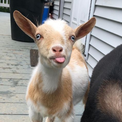 Little Goats NH on Instagram: “A case of the Monday’s calls for the iconic Tito tongue photo. If you’re new to our page, this was where the Tito tongue started. You’ll…” Tongue Photo, Pygmy Goat, Goats Funny, Cute Lamb, Animal Activist, Fluffy Cows, Cute Goats, Farm Cow, Cute Animal Illustration