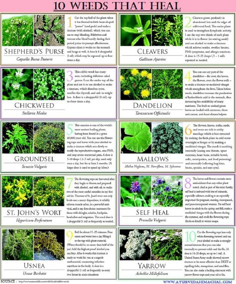 Healing Herbs Wild Herbs Medicine, Herb Information, Medicinal Plants And Their Uses, Holistic Herbs, Herbs Medicinal, Medicinal Wild Plants, Medicinal Weeds, Medicine Garden, Medicinal Herbs Garden