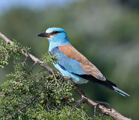 Mountain Blue Bird, Birds With Long Beaks, Triops Longicaudatus, Rare Birds Endangered Species, Mountain Bluebird Photography, Bee Eater, 2 Photos, Bird Artwork, Birdy