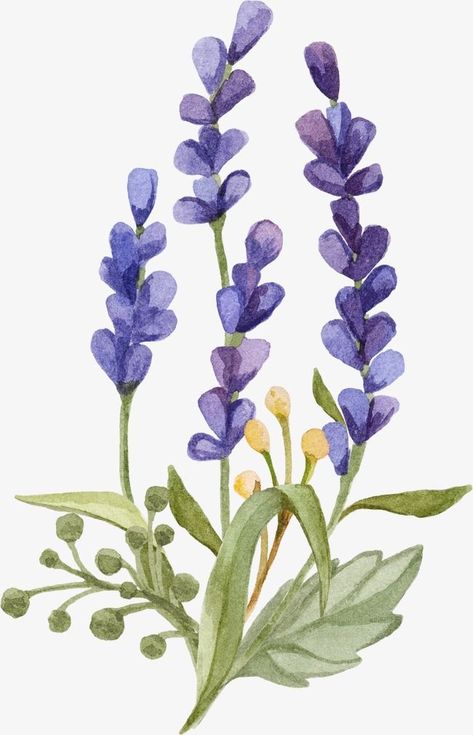 Lavender Drawing Simple, Lavender Plant Painting, Lavender Png, Lavender Drawing, Lavender Painting, Lavender Art, Lavender Watercolor, Fresh Lavender, Lavender Flower