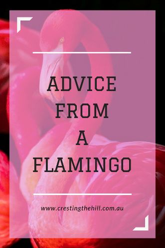 Sage advice can come from the strangest places - here's some from a flamingo... Flamingo Sayings Quotes, Flamingo Devotional, Flamingo Quotes Inspiration, Flamingoes Art, Get Your Pink Back Flamingo, Flamingo Meaning, Flamingo Sayings, Flamingo Quotes, Flamingo Printables