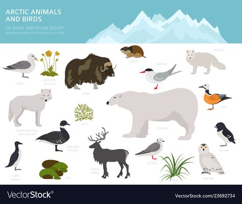 Cartoon Polar Bear, Desert Biome, Ice Sheet, Bear Vector, Animals Cartoon, Character Collection, Biome, Arctic Animals, Kids Education