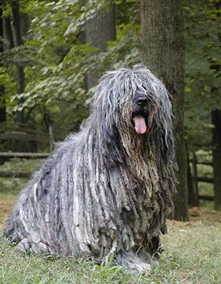 Bergamasco Bergamasco Sheepdog, Social Media Challenges, Every Dog Breed, Bad Hair Day, Tea Shop, Bad Hair, Mans Best Friend, Hair Day, A Bad