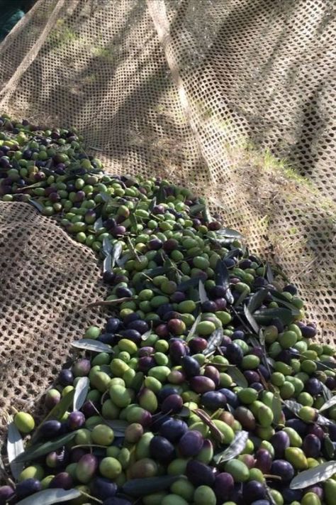 Olive Tree Care, Harvest Pictures, Italia Aesthetic, Fruits And Vegetables Pictures, Olive Harvest, Vegetable Pictures, Olive Grove, Under The Tuscan Sun, Old Trees