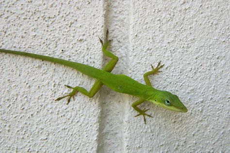 Little Green Guy – Florida Lizards – VR360 Florida Vacation Rentals Types Of Lizards, Green Anole, Lizard Types, Lizard Tattoo, Chameleon Lizard, Green Lizard, Cute Lizard, American Animals, Tree Frogs