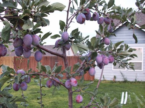 Grow your own fruit. Plum tree care. Plum Trees Growing, Plum Tree Care, Big Families, Planting Potatoes, Organic Pesticide, Plum Tree, Aquaponics System, Growing Grapes, Edible Landscaping