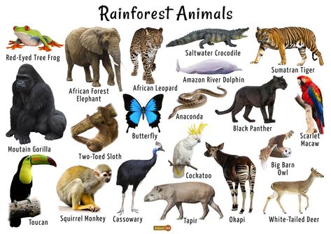 Rainforest Layers, Amazon Rainforest Animals, South African Animals, African Rainforest, Animals List, Rainforest Biome, Rainforest Habitat, Amazon Forest, Rainforest Animals