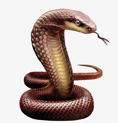 Cobra Snake, York Wallpaper, Diamond Pen, Diamond Paint, Diy Photo, 5d Diamond Painting, Snakes, Animal Paintings, Diy Painting