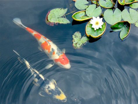 Koi and Waterlily | by Stanley Zimny (Thank You for 21 Million views) Coy Fish, Koi Painting, Koi Fish Drawing, Lotus Flower Pictures, Koi Art, Carpe Koi, Koi Fish Pond, Koi Carp, Lily Pond