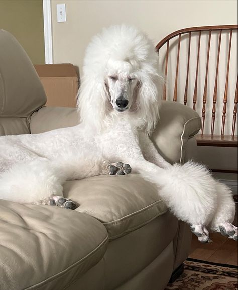 standard poodle haircut with poms and a ponytail Poodle Long Top Knot, Standard Poodle Cuts, Poodle Hairstyles, Poodle Colors, Standard Poodle Haircuts, Poodle Haircut Styles, Goldendoodle Grooming, Youtuber Dr, Poodle Hair