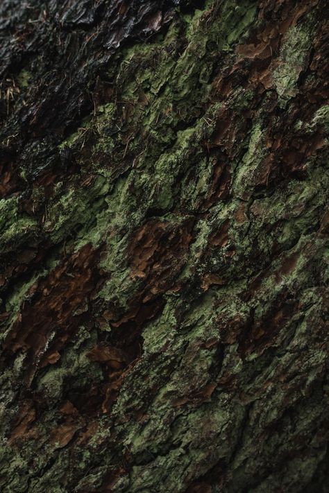 Earth Texture, Forest Color, Affinity Photo, Green Texture, The Rainforest, Ap Art, Natural Forms, Patterns In Nature, Green Aesthetic