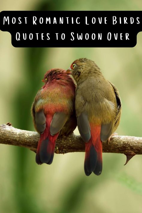 Most Romantic Love Birds Quotes to Swoon Over - Darling Quote Bird Sayings Quotes, Bird Quotes Inspirational Short, Bird Lover Quotes, Love Bird Tattoo Couples, Love Birds Quotes, Birds Quotes, Love Birds Drawing, Bird Poems, Wedding Wishes Quotes