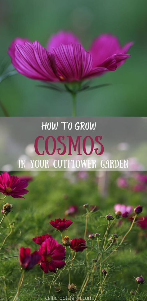 Growing Cosmos, Easiest Flowers To Grow, Seedlings Indoors, Texas Garden, Garden Plot, Courtyard Ideas, Succession Planting, Garden Plots, Cosmos Flowers