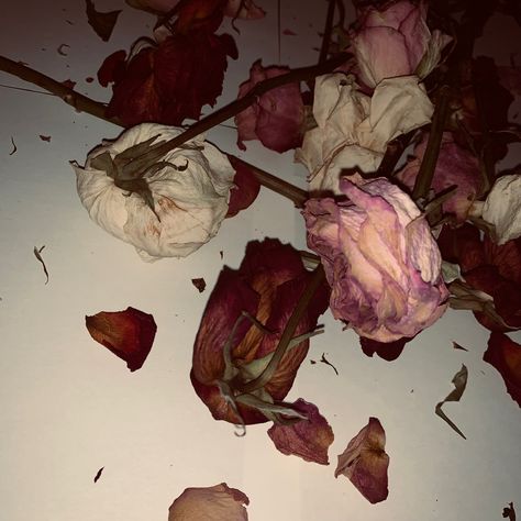 Rose Dark Aesthetic Flower, Flower Petal Aesthetic, Red Poetry Aesthetic, Rose Bush Photography, Strangulation Aesthetic, Broken Glass Aesthetique Dark, Wilted Flowers Aesthetic Dark, One Rose Aesthetic, Wilted Rose Aesthetic