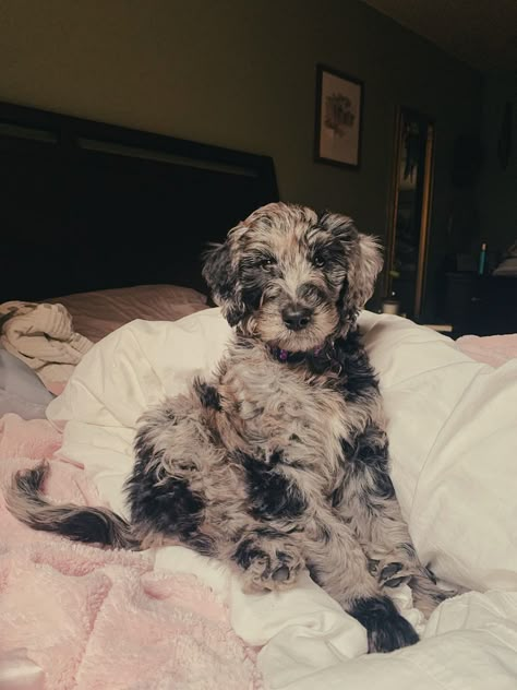 #bluemerledog #blue #merle #dog #puppy #golden #doodle #goldendoodle #f1b Medium Doodle Dog, Blue Merle Labradoodle, Merle Goldendoodle Puppy, Blue Merle Doodle, Merle Schnoodle, Black And White Doodle Dog, Gray Labradoodle, Black Goldendoodle Puppy, Grey Goldendoodle