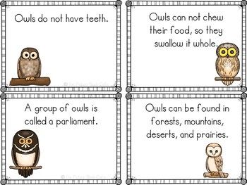 Owl Fact Cards Owl Facts For Preschoolers, Owl Facts For Kids, Owl Babies, October Math, Owl Facts, Math Kindergarten, Small Photo Albums, Nocturnal Animals, Book Cafe