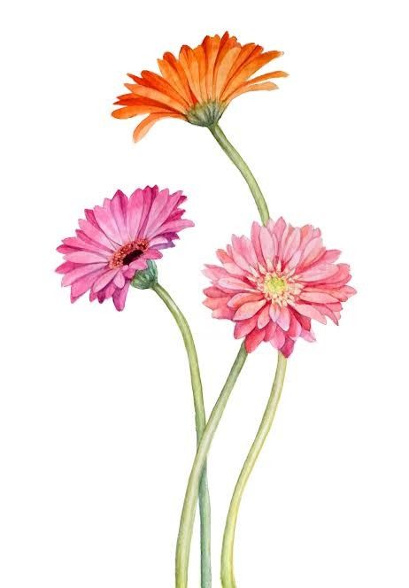 Gerbera Daisy Watercolor, 3 Gerberas Drawing Closer, Gerber Daisy Drawing, Gerbera Watercolor, Gerbera Painting, Pretty Flower Names, Gerbera Jamesonii, Flor Tattoo, Daisy Drawing