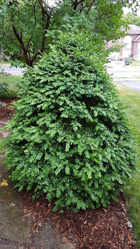 Backyard Bed, Buxus Microphylla, Green Mountain Boxwood, Japanese Boxwood, Boxwood Tree, Mini Fairy Garden, Front Landscaping, Plant Information, Green Mountain