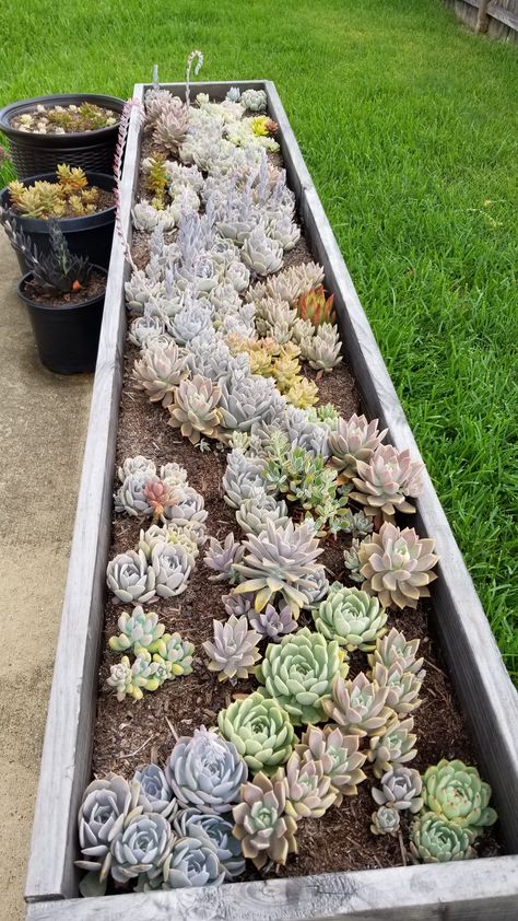 Raised Succulent Garden Bed, Large Succulent Planter Ideas Outdoor, Succulent Raised Garden Bed, Large Succulent Arrangements, Succulent Arrangements Outdoor, Large Succulent Planter, Large Yard Landscaping, Wooden Succulent Planter, Succulent Garden Ideas