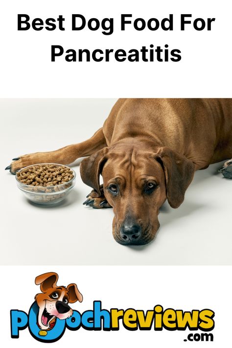 Best Dog Food For Pancreatitis Pancreatic Dog Food Recipes, Best Dog Food, Dog Recipes, Homemade Dog Food, Homemade Dog, Dog Food, Dog Food Recipes, Nutrition, Diet