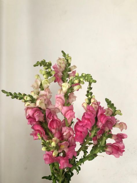 Dragon Snapper Flower, Snap Dragon Aesthetic, Pink Snapdragon Flowers, Snapping Dragon Flower, Dragonsnap Flowers, Snapdragon Flowers Aesthetic, Snapdragon Flowers Bouquets, Dragon Snap Flower, Snap Dragon Bouquet