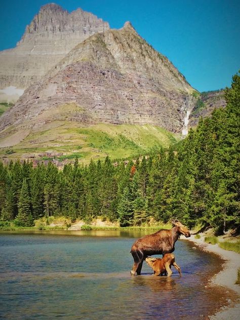 Fishercap Lake, Glacier National Park Trip, National Park Lodges, Cow And Calf, Many Glacier, Travel Destinations Usa, Glacier Park, Glacier National Park Montana, National Parks Trip