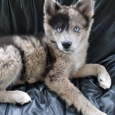 Australiën Shepherd / husky Australian Shepherd Husky, Australian Shepherd Red Tri, Siberian Husky Mix, Puppy Mix, Husky Cross, Australian Shepherd Mix, Dog German, Australian Shepherd Puppies, Australian Shepherd Dogs