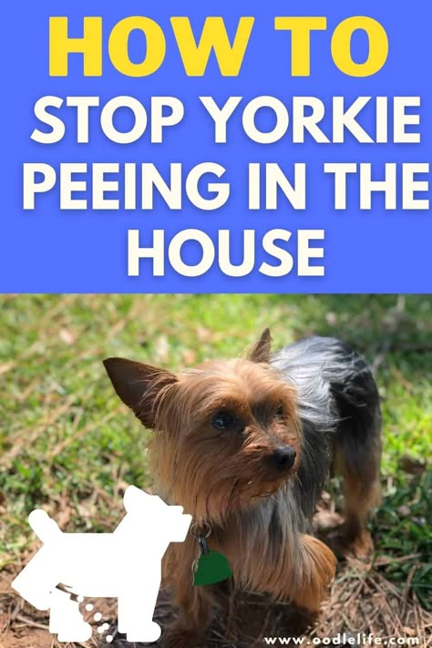 Yorkie Beds Ideas, Yorkie Training Tips, How To Groom A Yorkie At Home, Cute Yorkie Haircut, Yorkie Accessories, Yorkie Potty Training, Yorkie Shih Tzu Mix, Yorkie Teddy Bear Cut, Yorkie Puppy Haircuts