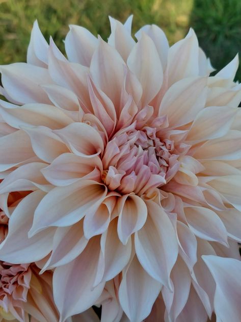 Cafe au Lait Dahlia (1 Tuber) | Otway Flower Farm Dahlia Seeds, Cafe Au Lait Dahlias, Dahlia Tattoo, Wedding Garden, Beautiful Pics, Flower Farm, Coffee Colour, Growing Flowers, Beautiful Bouquet