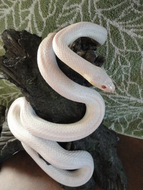 Albino Snakes, White Cobra Aesthetic, White Snake Red Eyes, Albino Snake Cute, Albino Reptiles, Snake Cute, California King Snake, Snake White, Albino Cobra Snake