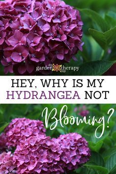 What if your prized hydrangea just won’t bloom? It’s more common than you might think, and there are a number of factors that can cause blooming to be stunted. Don’t worry, though, this guide will help you identify and fix the problem and, before you know it, your hydrangea will be bursting with vibrant flowers. #hydrangea #bloom #gardentherapy #gardentips Why Hydrangeas Don't Bloom, How To Make Hydrangeas Bloom, Climbing Hydrangeas, Kleiner Pool Design, Flowers Hydrangea, Hydrangea Bloom, Garden Therapy, Hydrangea Care, Growing Hydrangeas