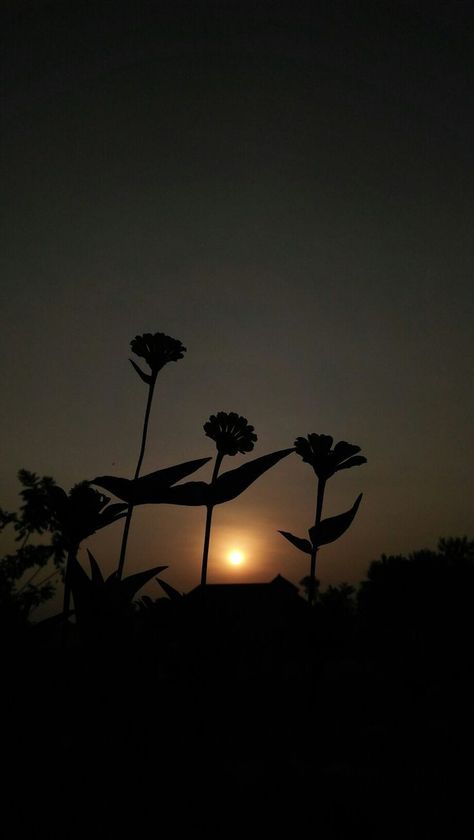 Morning Snap, Black Flowers Wallpaper, Full Hd Wallpaper Download, Red Roses Wallpaper, Prismacolor Art, Phone Background Patterns, Beautiful Night Images, Cool Pictures For Wallpaper, Beauty Art Drawings