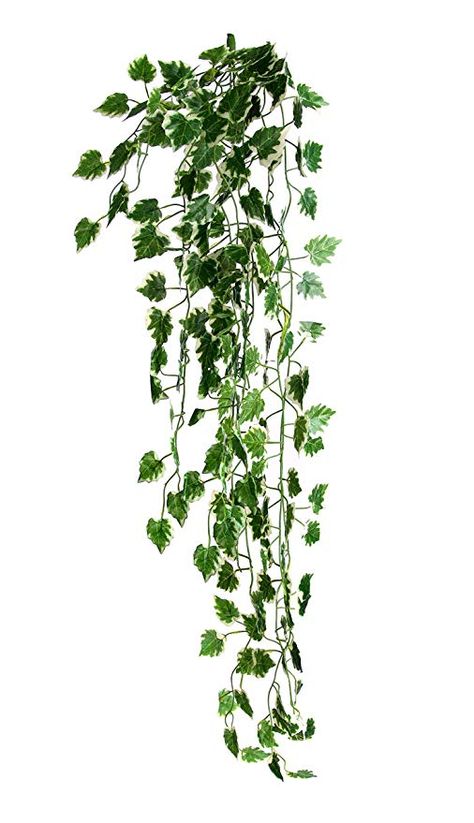 Best Artificial 100cm Trailing Ivy Garland Hanging Vine String Plant (Variegated Grape - TI01): Amazon.co.uk: Kitchen & Home Twine Decorations, Artificial Eucalyptus Garland, Hanging Vines, Eucalyptus Garland, Home Wedding Decorations, Greenery Garland, Wedding Leaves, Apple Blossom, Artificial Plants