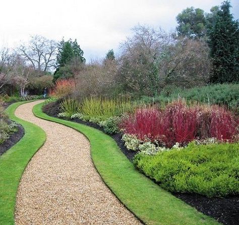 Red Twig Dogwood Landscape, Amazing Driveways, Yellow Twig Dogwood, Red Osier Dogwood, Red Dogwood, Patio Container Gardening, Holly Plant, Red Twig Dogwood, Twig Dogwood