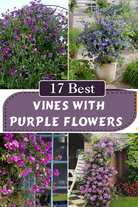 Purple Clematis Vine, Purple Vine Flowers, Purple Vine Plant, Purple And White Flowers Gardens, Purple Climbing Flowers, Lilly Flower Aesthetic, Flower Aesthetic Dark, Spilled Flower Pot Ideas, Flower Garden Ideas Landscaping