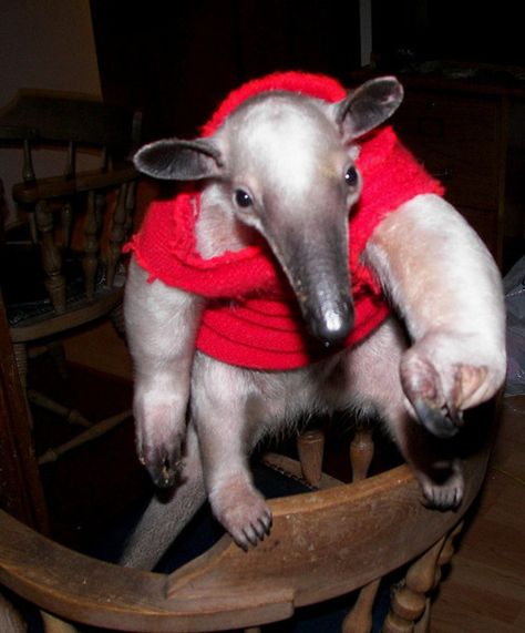 Anteater ready for winter in red sweater Cute Animals Images, Little Critter, Silly Animals, Funny Animal Memes, Weird Animals, Cool Pets, Animals Images, Christmas Animals, Sea Animals