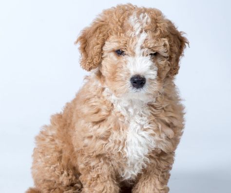 Portuguese Water Dogs, Spanish Water Dog Puppy, Italian Water Dog, Best Puppy Food, Spanish Water Dog, Italian Water, Puppies Near Me, The Moors, Iberian Peninsula