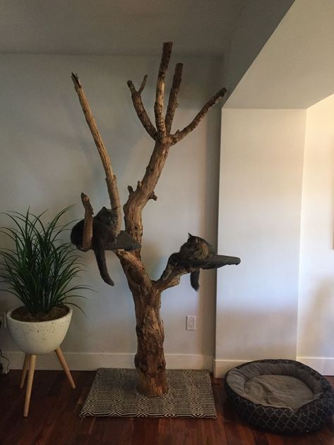 Real Cat Tree, Branch Cat Tree, Cat Tree Ideas, Takken Decor, Katt Diy, Katt Grejer, Kat Diy, Cat Patio, Cat Wall Shelves