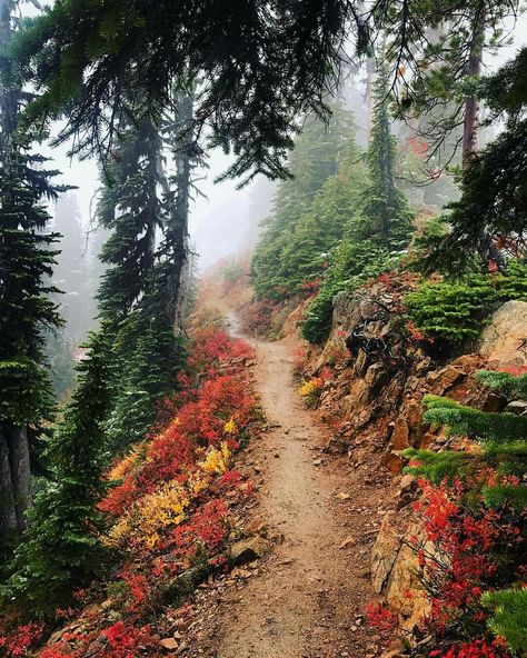 Along a magical path Cascade National Park, North Cascades National Park, Forest Path, North Cascades, Autumn Scenery, In The Mountains, In The Woods, Amazing Nature, Nature Pictures