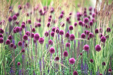 Allium Drumstick, Drumstick Allium, Geranium Himalayense, Ornamental Onion, Allium Sphaerocephalon, Mexican Feather Grass, Tattoo Plant, Perennial Grasses, Flowers Purple