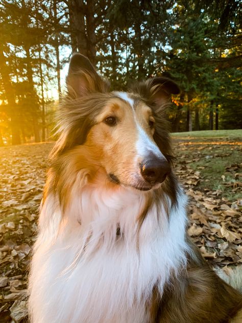 Rough Collie Videos, Rough Collie Dog, Rough Collie Aesthetic, Collie Aesthetic, Rough Collie Puppy, 2024 Manifesting, Rough Collies, Pretty Dog, Beautiful Dog Breeds