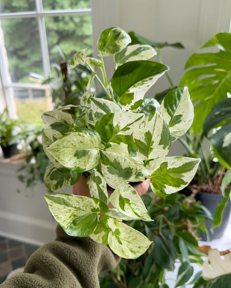 🌿OBSESSED WITH THIS PLANT | Share + Save🌿 I love how unique each leaf is on this n’joy pothos, and I also love the leaf shape! Each one is so different and so beautiful! What is your favorite pothos variety? . . . . #pothosnjoy #epipremnum #variegatedplants #indoorjungle #indoorhouseplants #trailingplants #biophilicdesign N Joy Pothos, N’joy Pothos, Trailing Plants, Variegated Plants, Houseplants Indoor, Indoor Jungle, What Is Your Favorite, The Leaf, Leaf Shapes