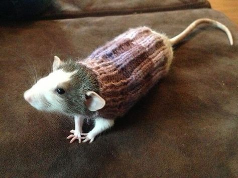 Mouse Clothes Rat Sweater, Dumbo Rat, Rat Cage, Funny Rats, Fancy Rat, A Rat, Cute Rats, Pet Mice, Mouse Rat