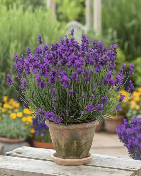 Lavender In Pots, Cottage Pool, Potted Lavender, Garden Town, Lavender Varieties, Lavender Bush, Flowering Bushes, Perennial Herbs, Lavender Plant