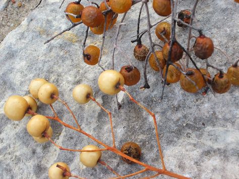 How to tips for foraging for soap nuts. Gluten Free Sustainable Me: Identity Crisis Western Soapberry VS. Chinaberry Soap Berries, Permaculture Principles, Wild Foraging, Soap Nuts, Diy Shampoo, Identity Crisis, Make Do And Mend, Poisonous Plants, Wild Harvest