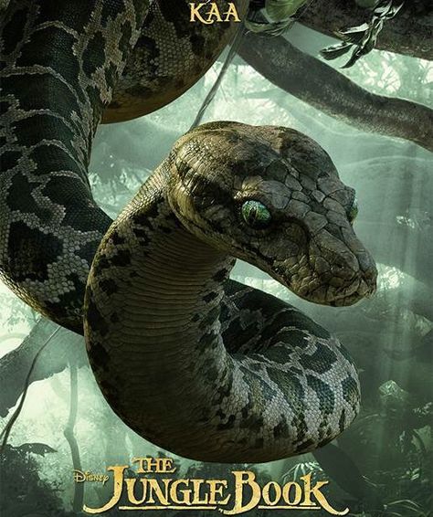 Kaa. Female. She is in the dark part of the forest. She is a hypnotist she can hypnotize you. She is big. Mogli Jungle Book, Jungle Book Snake, Kaa Jungle Book, The Jungle Book 2016, Kaa The Snake, Jungle Book 2016, Jungle Book Movie, The Jungle Book, Film Disney