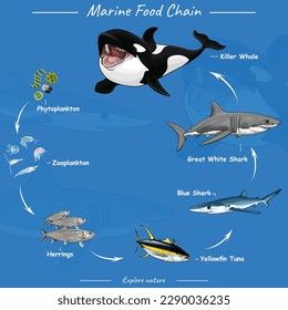 Vector Aquatic Food chain lives in oceans open seas including top predators filterers zooplankton phytoplankton. Killer whale food chain. Food Chain Drawing, Whale Food, Chain Drawing, Biology Facts, Killer Whale, Crop Image, Photo Wedding Invitations, Schedule Design, Food Chain