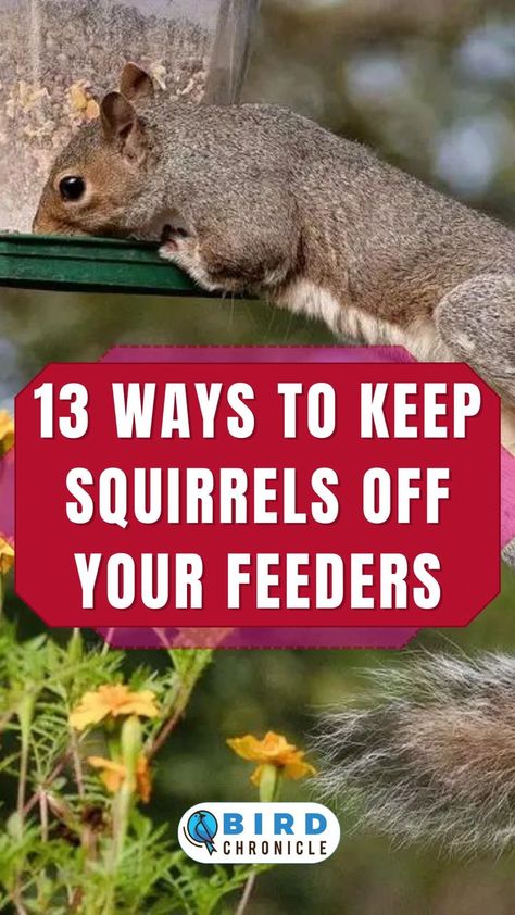 Anti Squirrel Bird Feeder, Get Rid Of Squirrels, Lawn Alternative, Backyard Habitat, Squirrel Baffle, Backyard Birds Feeders, Best Bird Feeders, Squirrel Proof Bird Feeders, Bird Feeder Poles